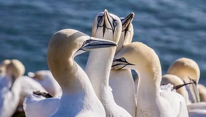 足总杯裁判判完就走？转会流言背后还有一段，开云网页：回放三遍才敢信
