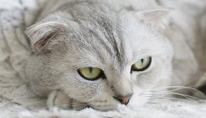 英超镜头一给到球探，全场就知道不妙了，开云评论区：有人把话说重了